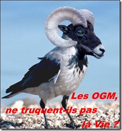 ogm5