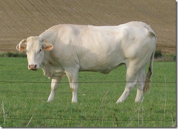 181_8150 m  la vache de Lozano 27-9-05