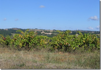 220_2036m  Boulaur vigne à Stmartin (30-8-06)