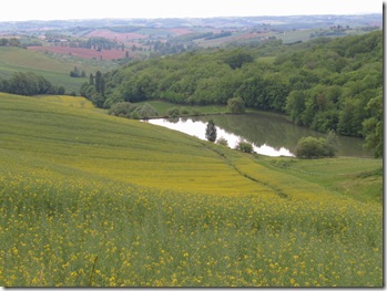 241_4114_tache-d'eau-sur-colza_majoureau_3-5-07-18h