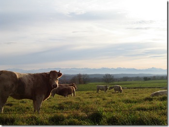 104_0444 vaches et Pyrénées ! ( 12 - 2003 ) 