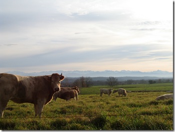 104_0444 vaches et Pyrénées ! ( 12 - 2003 ) 